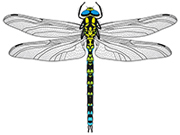 High Contrast and Tactile Dragonfly.