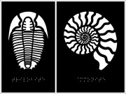 The artwork or a sample tactile metal panel, for Acuity Design, featuring a Trilobite and an Ammonite.